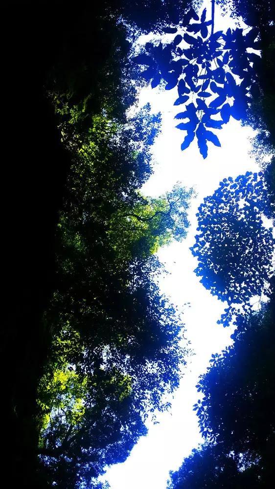 救援受困的鹭